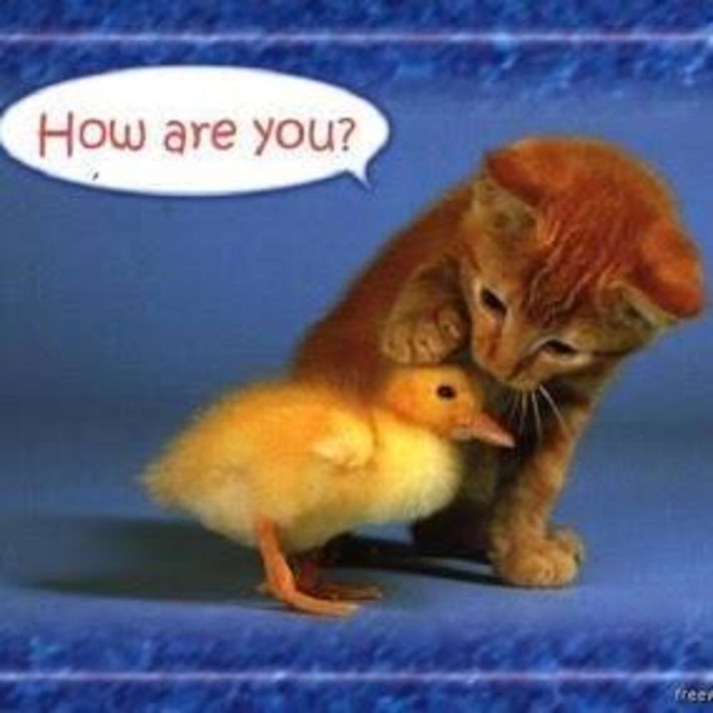 Meet your Posher, Dzung